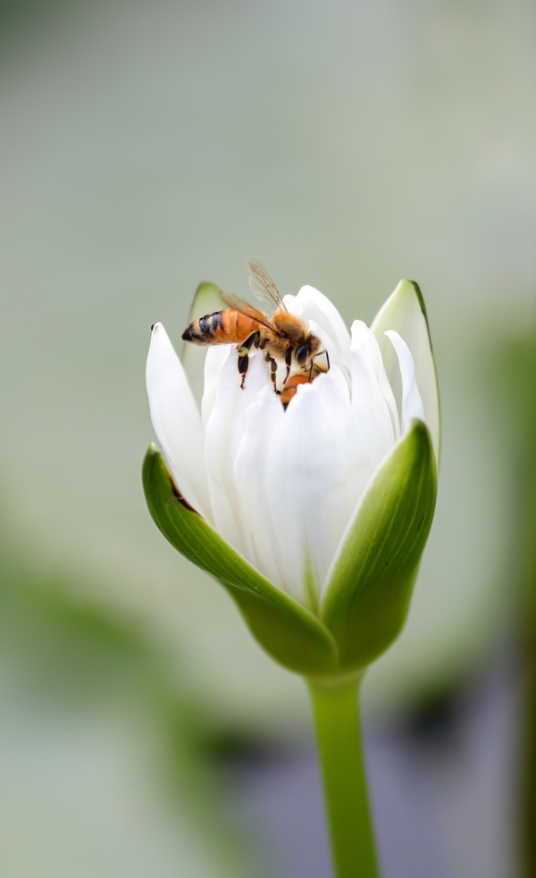 蜜蜂采蜜