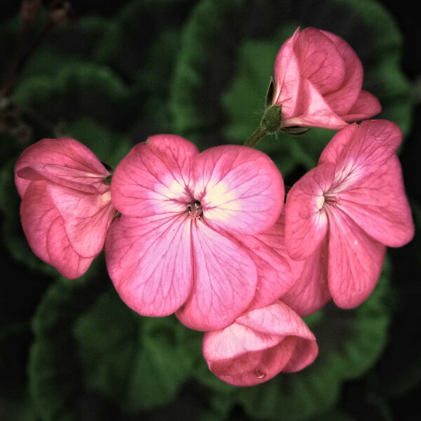 位圖植物攝影寫實(shí)花卉花朵數(shù)碼照片免費(fèi)素材