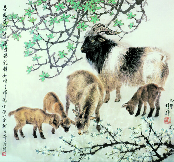 黑山羊圖片
