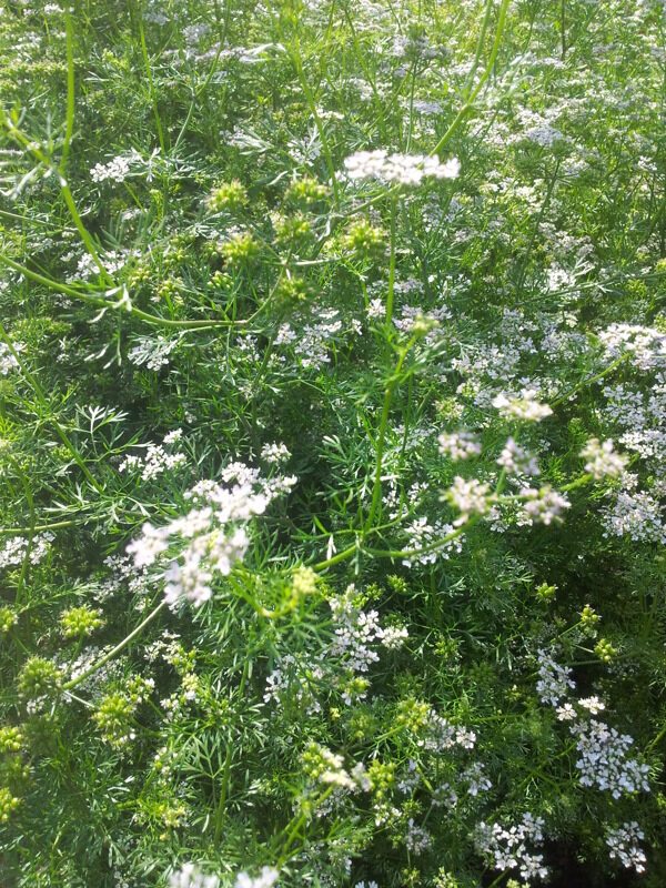 香菜小碎花圖片