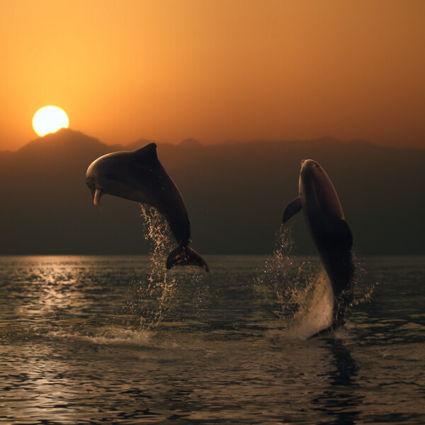 海洋里跳出的两只海豚图片