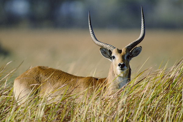 非洲野生动物长角鹿