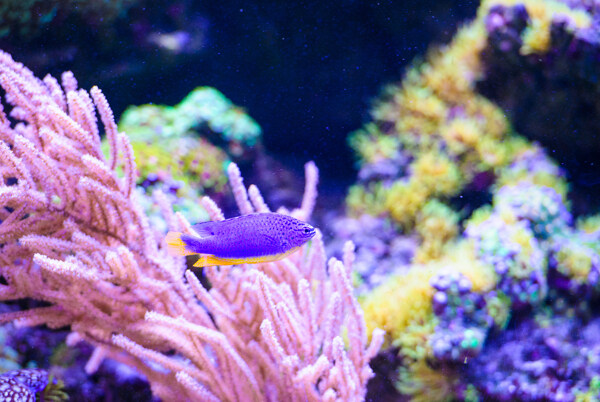 海鱼与珊瑚