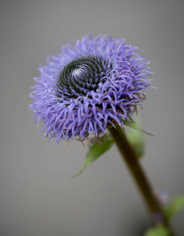 位圖植物攝影寫實(shí)花卉花朵數(shù)碼照片免費(fèi)素材