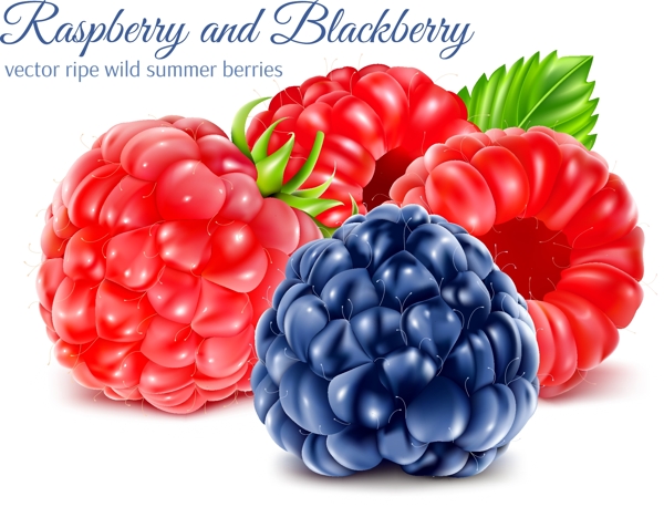 树莓和蓝莓矢量图片