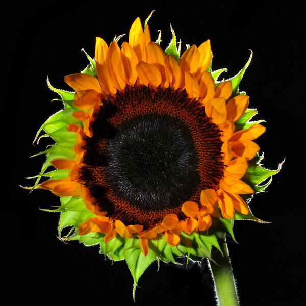 位图植物摄影写实花卉花朵向日葵免费素材