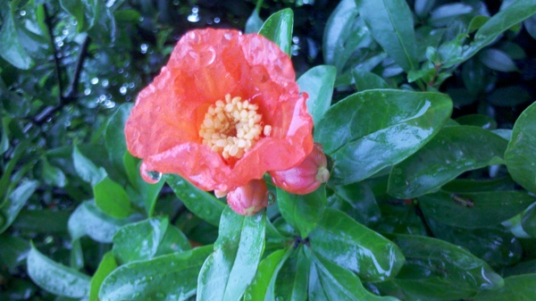 石榴花圖片