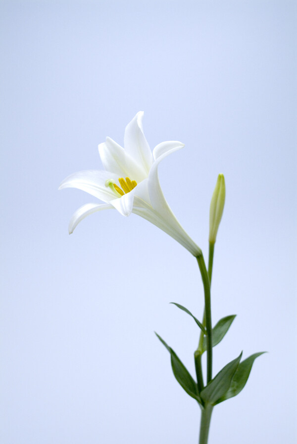 百合花圖片