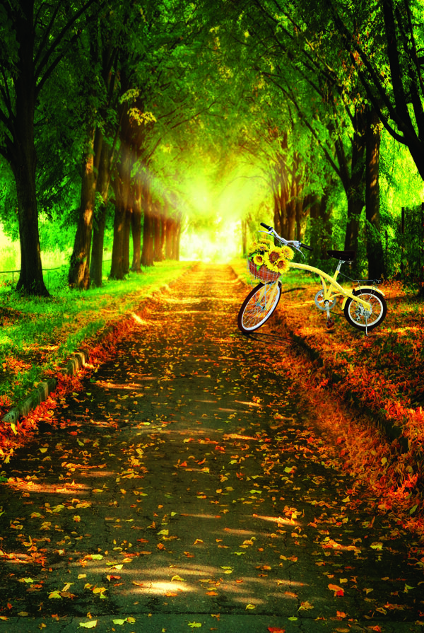 林荫道上的自行车影楼摄影背景图片