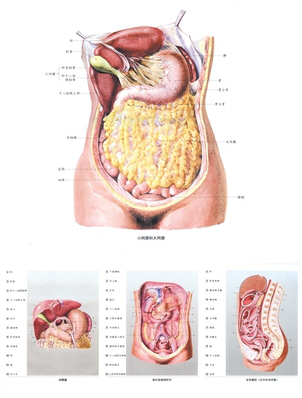 人体解剖图图片