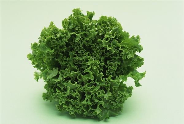 生菜
