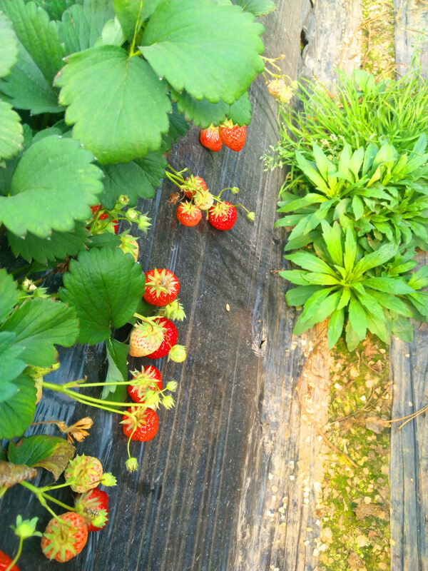 草莓