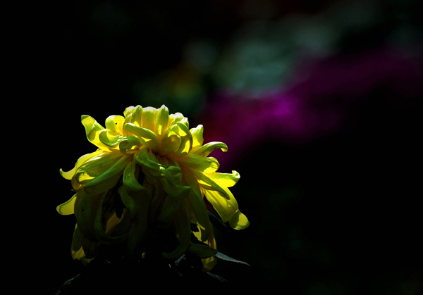 北京植物園菊花
