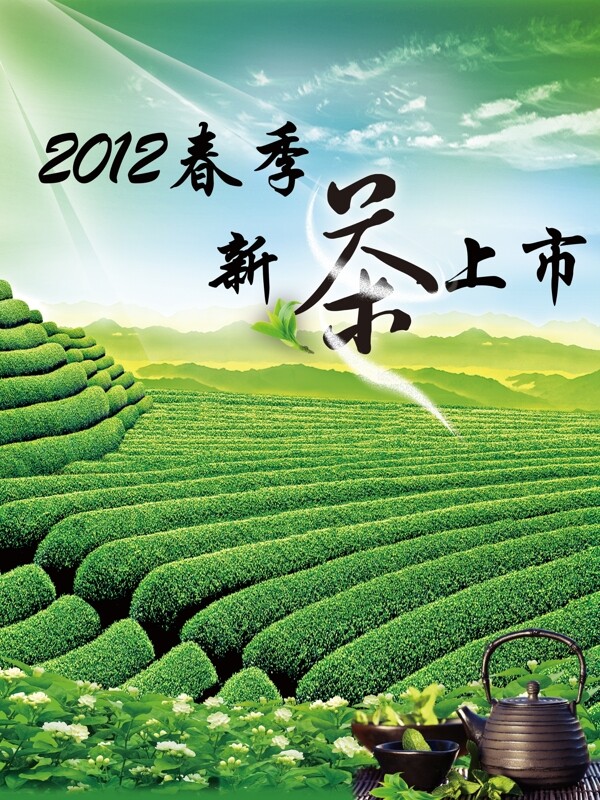 茶樹圖片