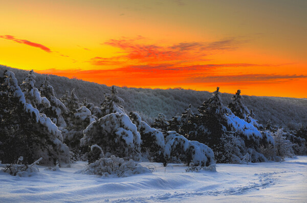 日落前的树与雪地图片