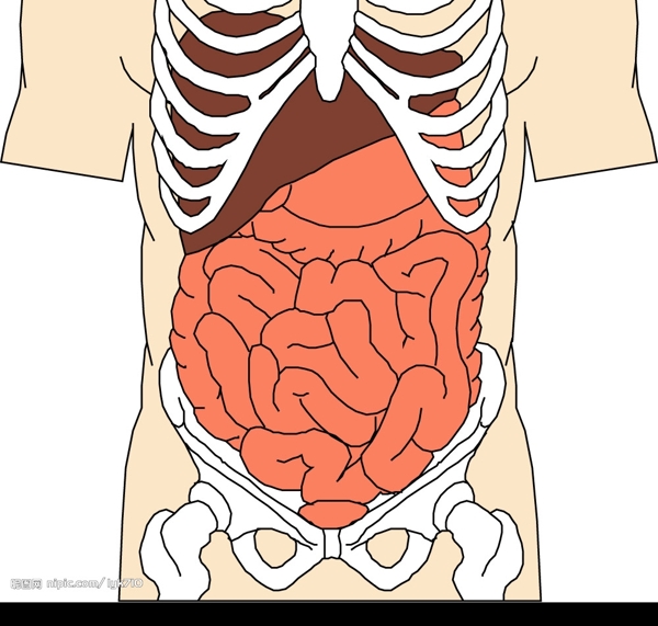 人体内脏图图片