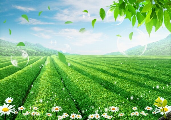 藍天白云草地