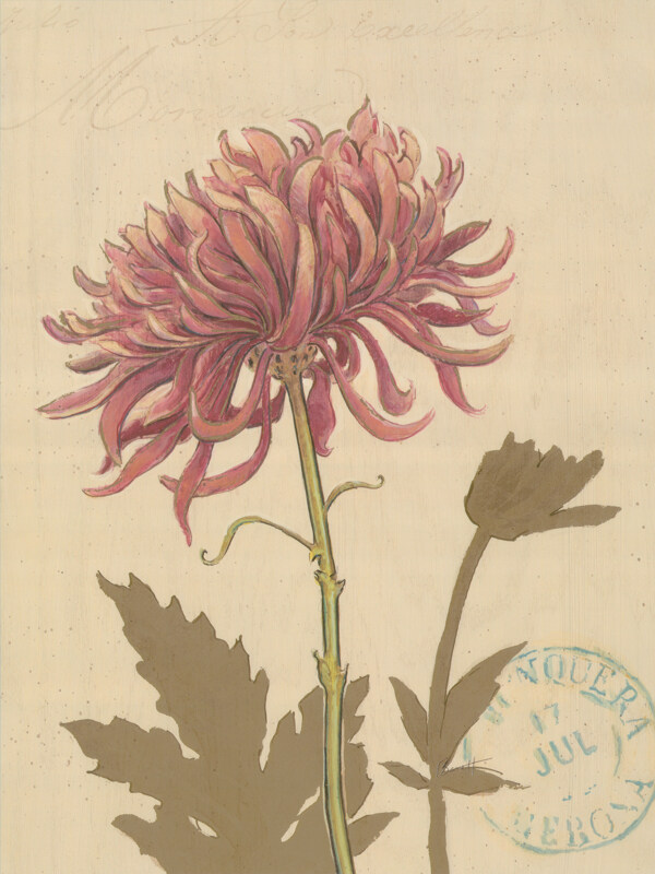菊花裝飾背景墻