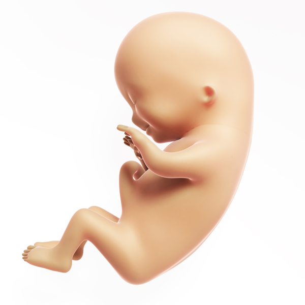 未成形的胎儿图片