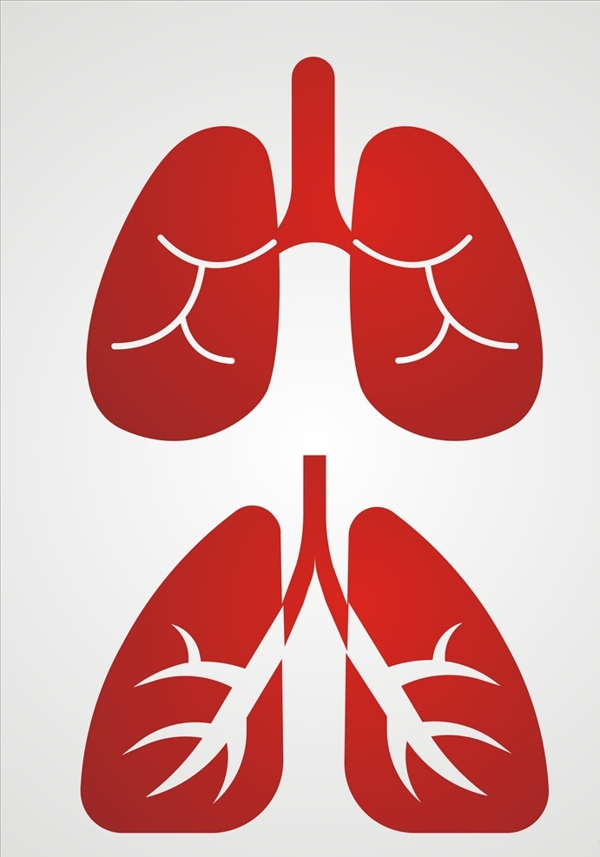 肺图片