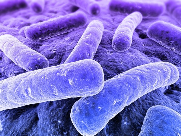 紫色的细菌图片