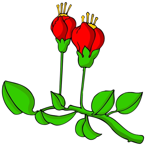 花卉古典插畫(huà)