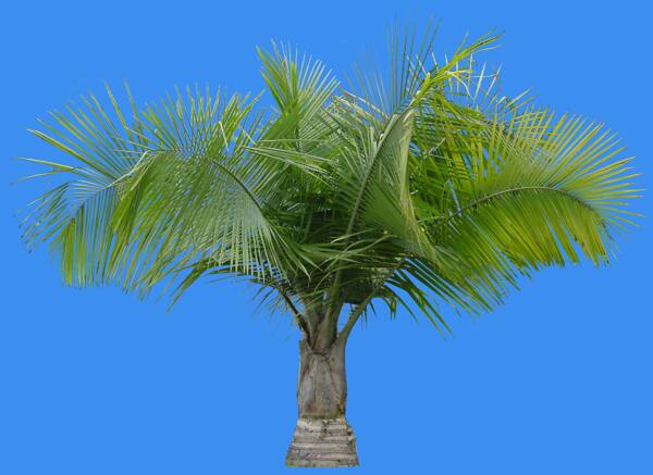 國(guó)王椰子植物素材