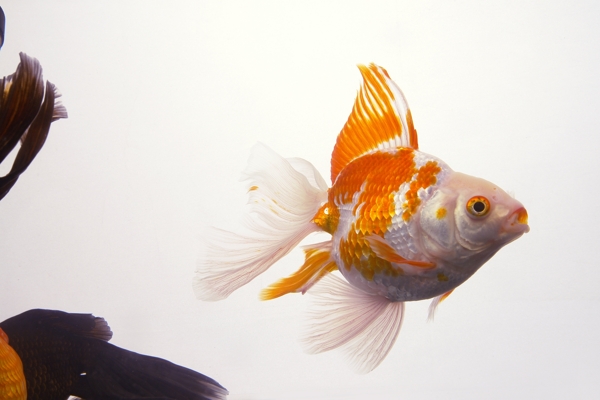 金魚圖片