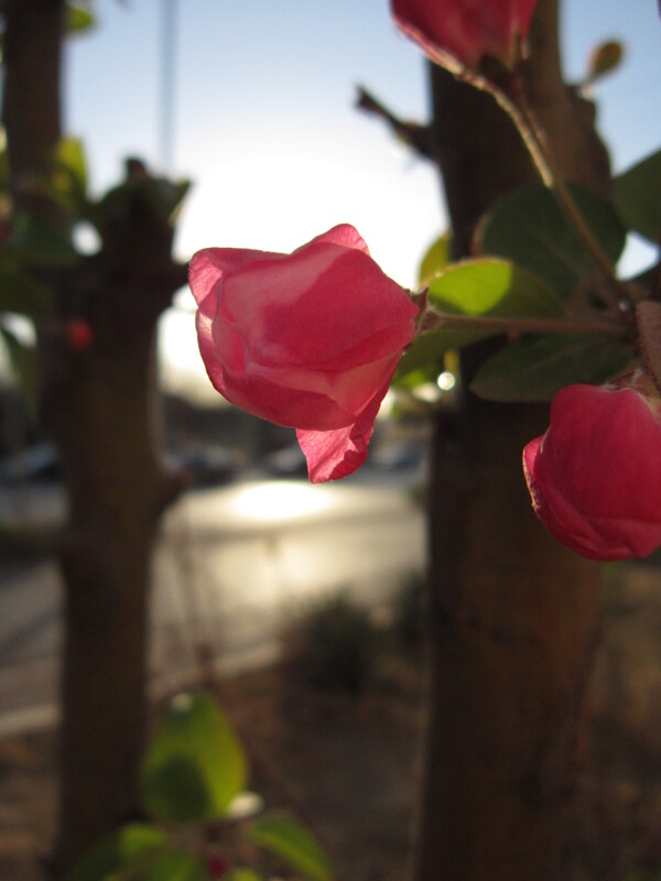 花朵圖片