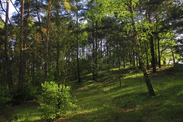 幽靜的樹林風(fēng)景