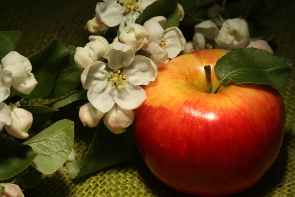 苹果与苹果花图片