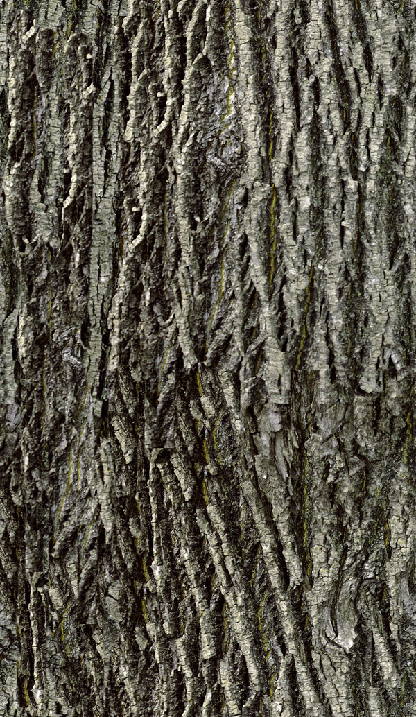椴樹Tiliatree帶貼圖