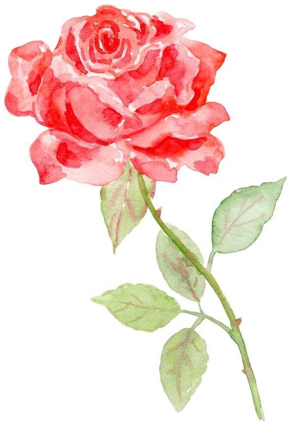 玫瑰花