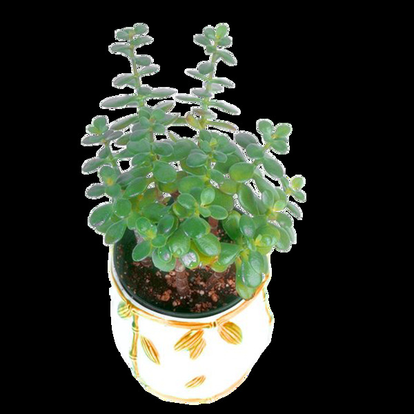 花盆綠植