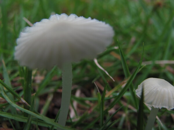 透明蘑菇