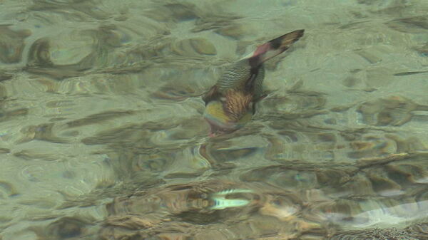 伦吉拉岛鹦哥鱼在清澈的水股票视频