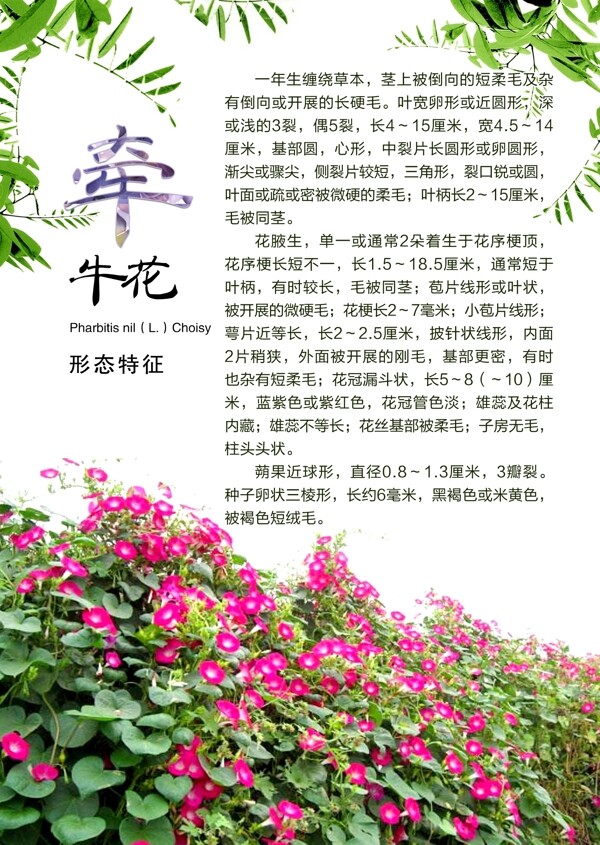 牽?；ǖ男螒B(tài)特性
