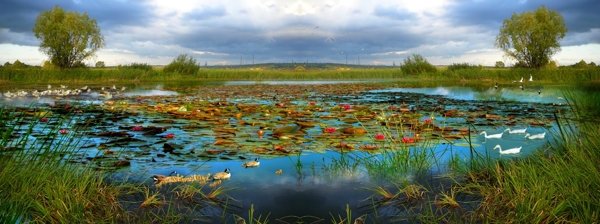 池塘生态图片