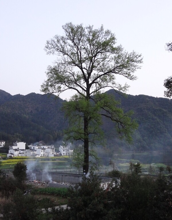 婺源風(fēng)光圖片