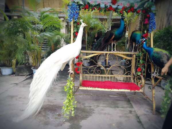 動(dòng)物園林