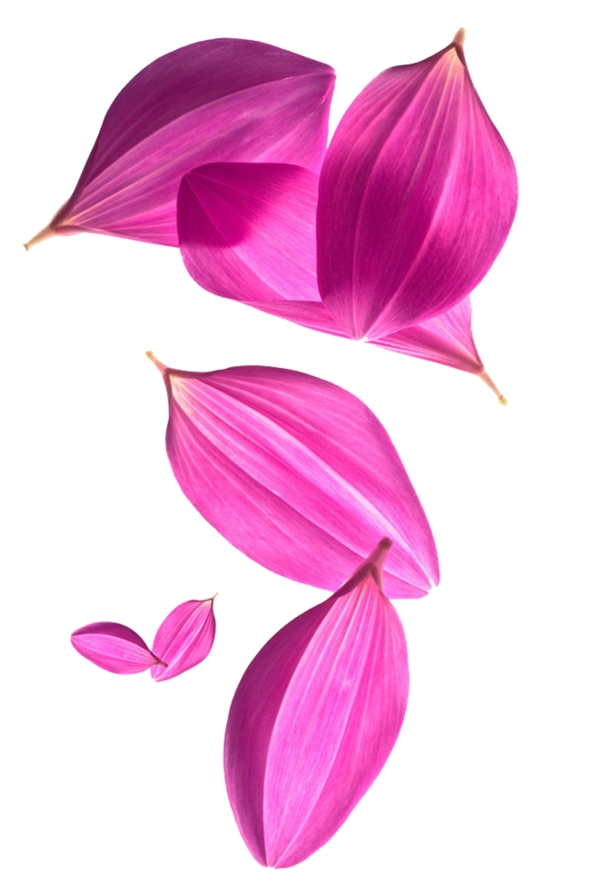 粉色花瓣元素