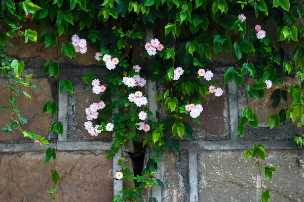 薔薇