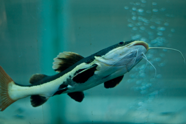 鯰魚圖片