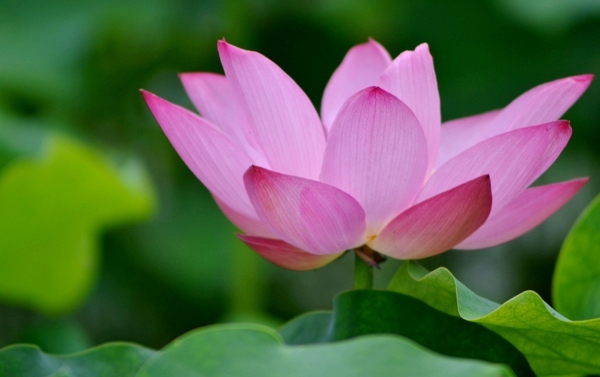 蓮花圖片