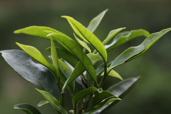 凤凰单枞茶茶树蜜兰图片