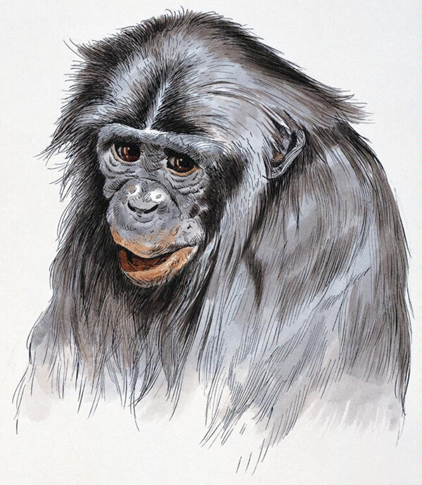 猩猩靈長動物動物插圖33