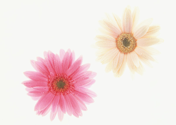 插花藝術(shù)