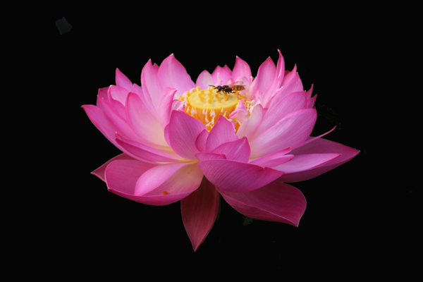 位圖植物花朵荷花寫實(shí)花卉免費(fèi)素材