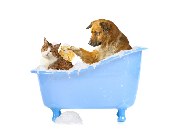 洗澡的宠物图片