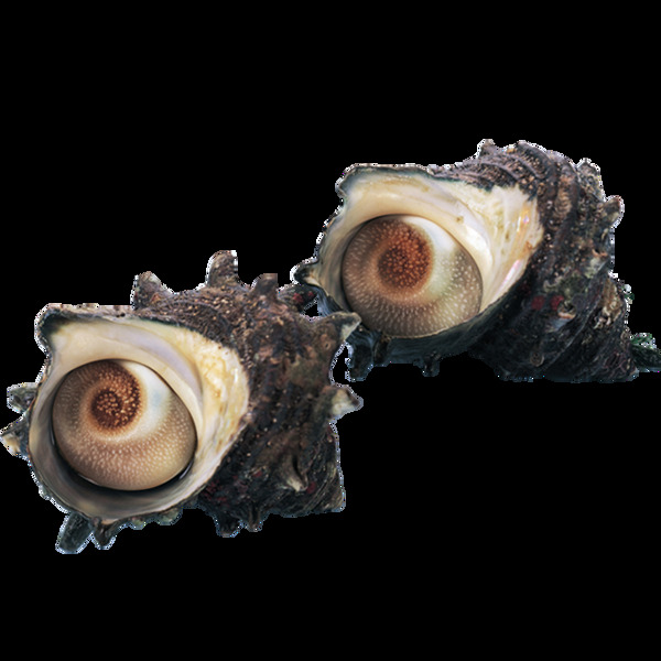 唯美實(shí)物海參靜態(tài)素材